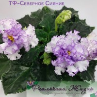 ТФ-Северное Сияние