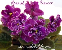 Spanish Dancer