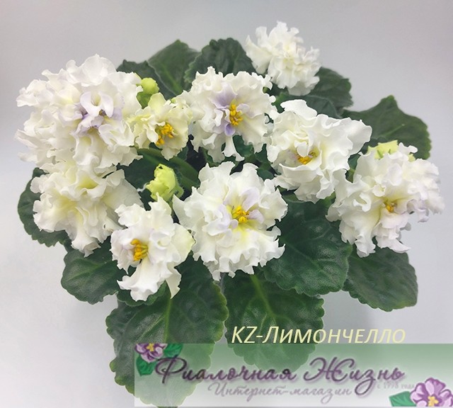 KZ-Лимончелло