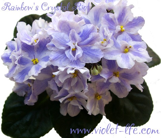 Rainbow's Crystal Riot