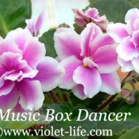 Music_Box_Dancer.jpg