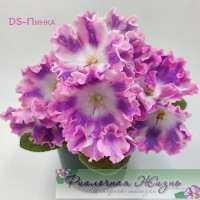 DS-Пинка