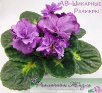 АВ-Шикарные Размеры
