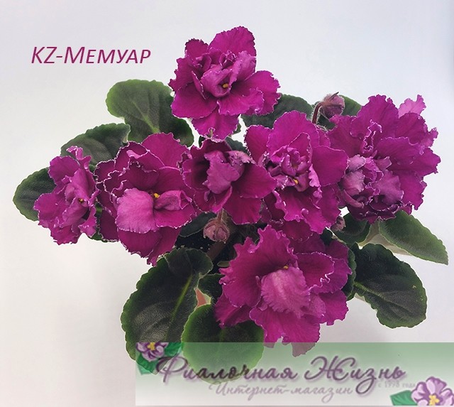 KZ-Мемуар