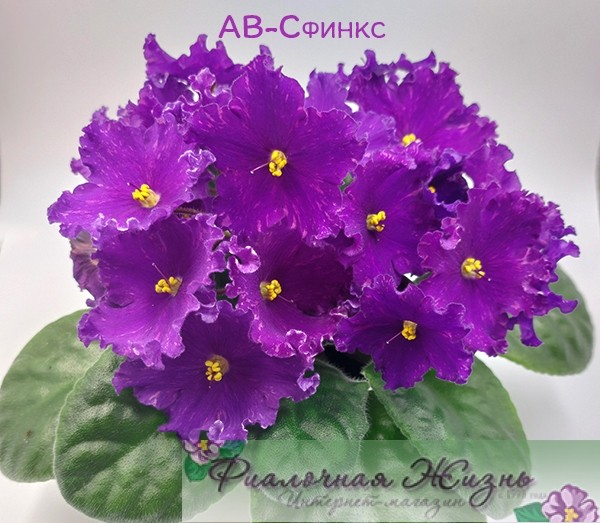 АВ-Сфинкс
